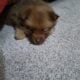 Pomeranian puppies