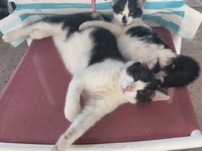Perfect Gift! Mickey and Minnie Need a Loving Home