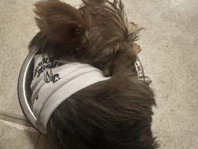 3 small boy yorkies