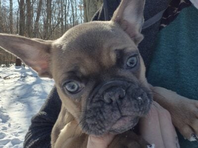 AKC FRENCH BULLDOGS