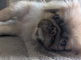 Looking for male Pekingese