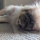 Looking for male Pekingese