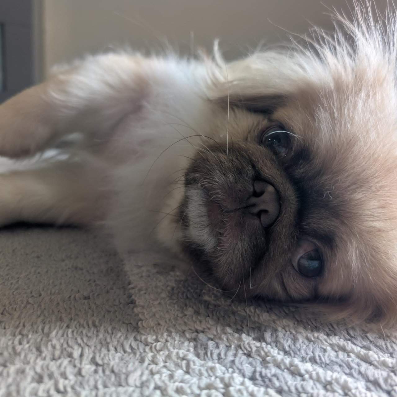 Looking for male Pekingese | PetClassifieds.com