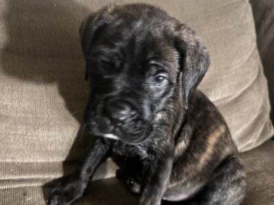 Mastiff puppies for sale