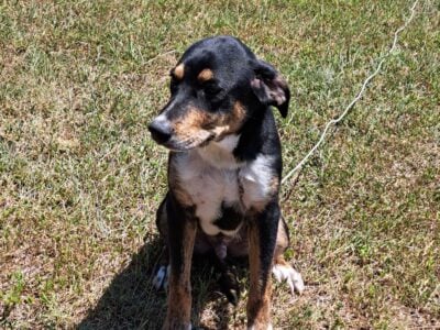 Rehome dog