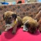 TABITHAS MUNCHKINS