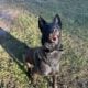 Beautiful Female Belgian Malinois