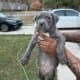 Blue Bully
