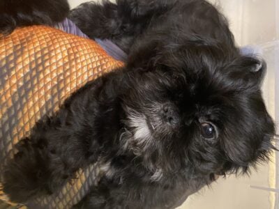 Shih Tzu Puppy Boys