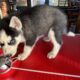 Purebred Siberian Husky Puppy