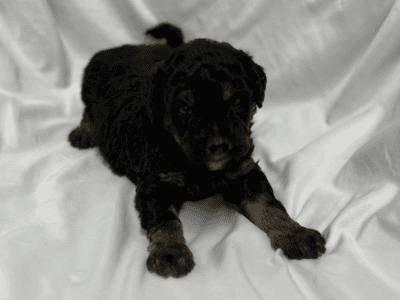 Male Bernedoodle Puppy Jax