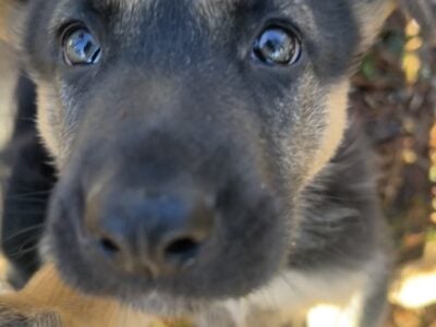 European Style German Shepherd Puppies