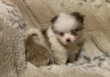 Teacup Pomeranians