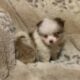 Teacup Pomeranians
