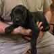 Cane corso puppies for sale