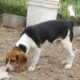 PUREBRED BEAGLE PUPPIES 6.5 – 7.5 months old