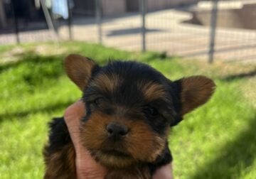 AKC registered Yorkshire puppies