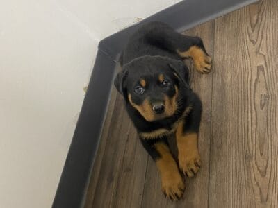 AKC Rottweiler puppies