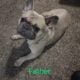 French bulldog puppies