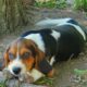 PUREBRED BEAGLE PUPPIES 6.5 – 7.5 months old