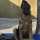 Female German Shepherd 1 year-olds