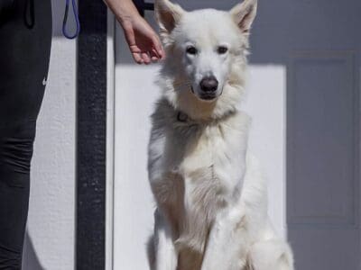 GSD-Mix Rescue for re-home