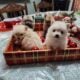 Pomeranium puppies