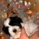 Shorkie Tzu puppy