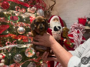 Daschund Puppy for sale