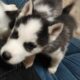 AKC Siberian Husky Puppy males and females