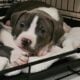 Staffordshire terrier puppies