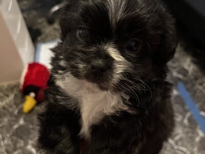 Puppies for sale!🐶