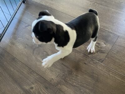 Beautiful Boston terrier puppy