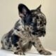 Merle French Bulldog