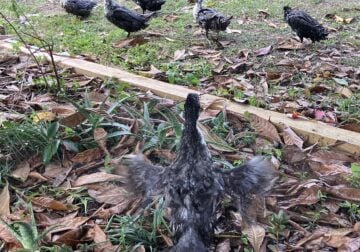 DUCKS 5 males,8 females laying eggs.