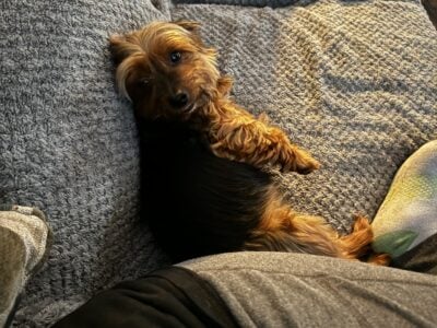 Yorkie