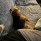 Yorkie