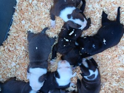 (8) Pit bull pups!!! (2) girls and (6) boys