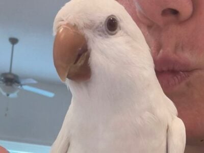 Albino Pure White Quaker