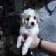 cavapoo