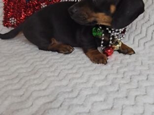Doxie’s