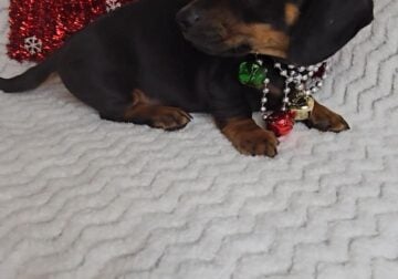 Doxie’s
