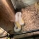 Exotic pythons