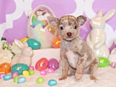 Hermes – Stunning, Flashy and Friendly Lav Merle