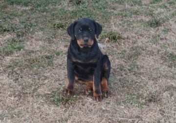 3 month old American/German Female Rottweiler