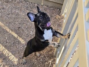 Male French Bulldog