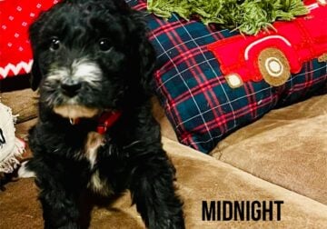 Preyedoodle Midnight