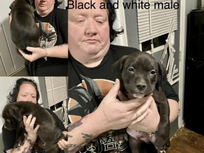 Xl American Bully Puppies