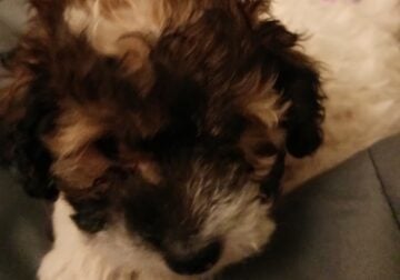 Maltipoo male puppy ready in time for Christmas!