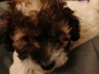 Maltipoo male puppy ready in time for Christmas!